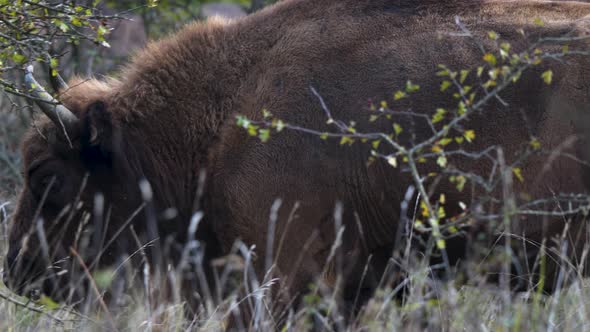 European bison bonasus walking in long grass,behind a bush,Czechia. alt