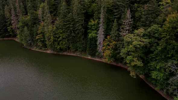 Autumn View of Lake Shore Pine Tree Forest alt