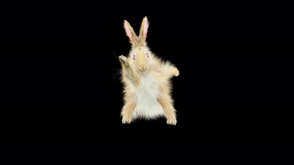 Rabbit Dancing 4K alt