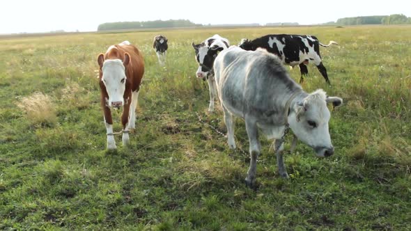 Pack of heifers in the field. alt