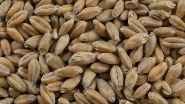 Processed organic wheat grains as agricultural background.
