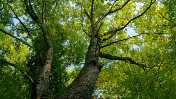 Big Tree Into the Forest