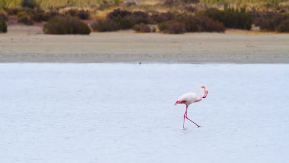 Flamingo Go in Shallow Water Phoenicopterus Ruber Walking Around Shallow Water Wild Greater Flamingo alt