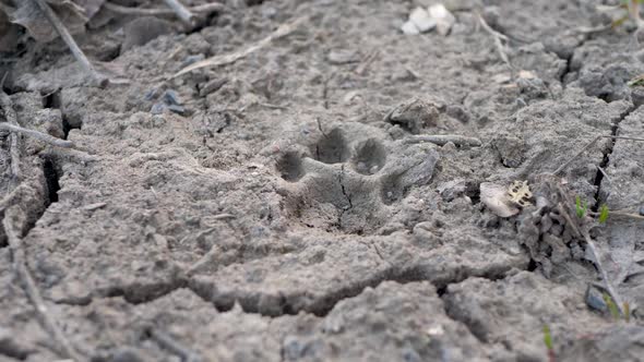 Felidae Animal Track in Ground
