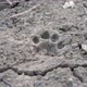 Felidae Animal Track in Ground - VideoHive Item for Sale