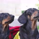Brightly Dressed Black Dachshunds on Walk in City Park - VideoHive Item for Sale