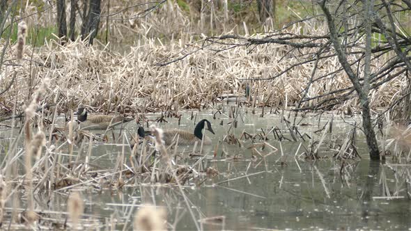 Canada geese, Branta canadensis,  rest in a small marshy area surrounded by last years cattail, Typ alt