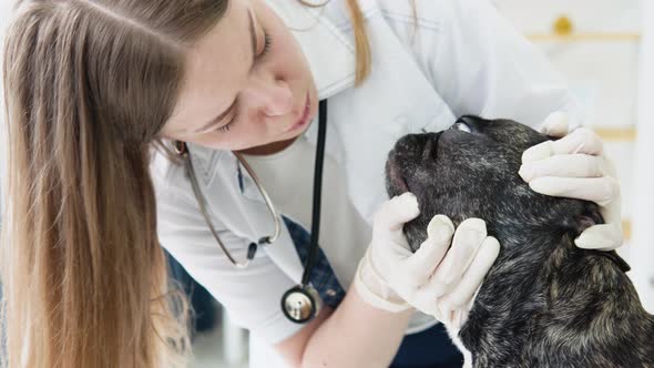 Veterinarian Examining French Bulldog Teeth During Appointment in Veterinary Clinic alt