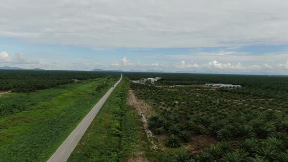 Aerial View of The Palm Oil Estates alt