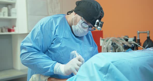 Male Veterinarian in Glasses White Gloves Cap and in Surgical Outfit While He is Operating the Back alt