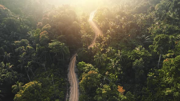 Slow Motion Curvy Road in Sunset Jungle Forest