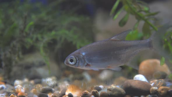 Young Bream Swims in the Aquarium. Freshwater River Fish in Aquarium alt