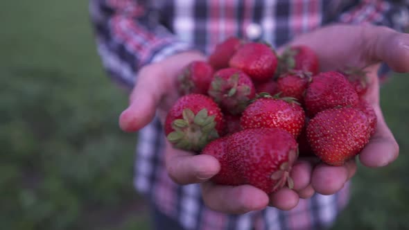 Farmer's Hands Picking Organic Strawberries