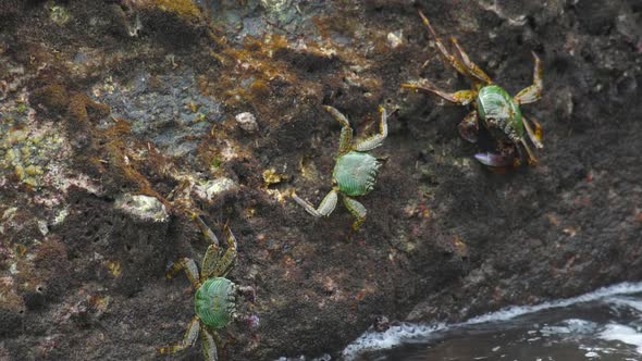 Crabs on the Rock at the Beach alt