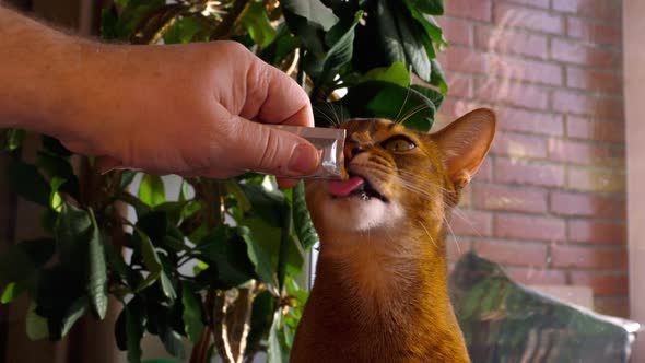 Abyssinian Cat Eat Cream Soup alt