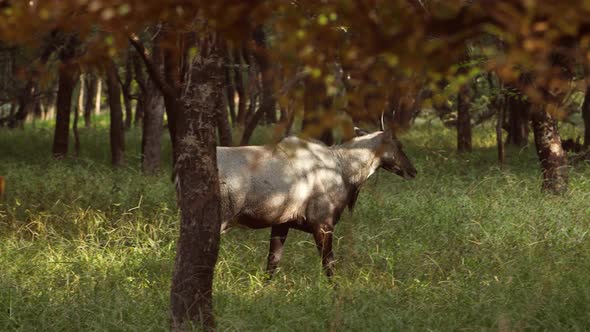 Nilgai or Blue Bull Is the Largest Asian Antelope and Is Endemic To the Indian Subcontinent alt