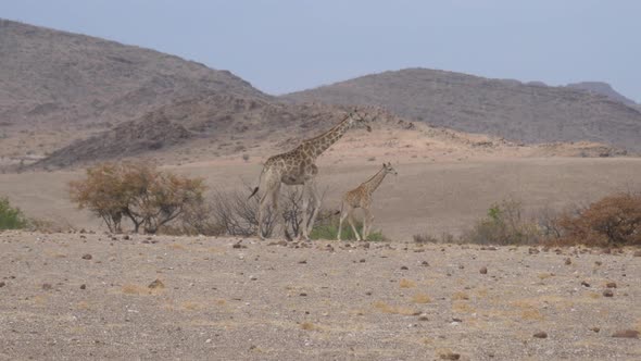 Mother and Baby Giraffe Walk Away on A Dry Savanna  alt