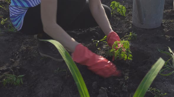 Planting Vegetable Seedlings In The Garden 9 alt