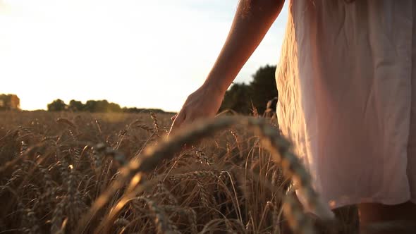 Woman's Hand Touching the Wheat