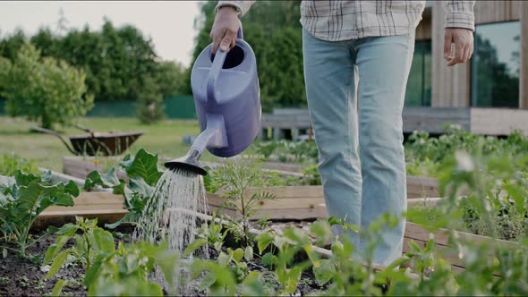 Close Up of Man Watering Vegetable Beds with a Watering Can in the Backyard