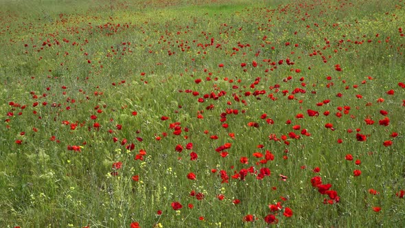 Poppyes Field