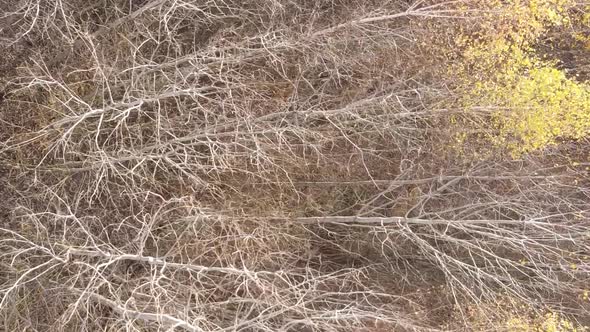 Vertical Video of an Autumn Forest During the Day in Ukraine alt