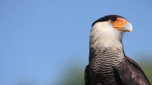 750072 Crested Caracara, polyborus plancus, Portrait of Adult looking around, Real Time alt