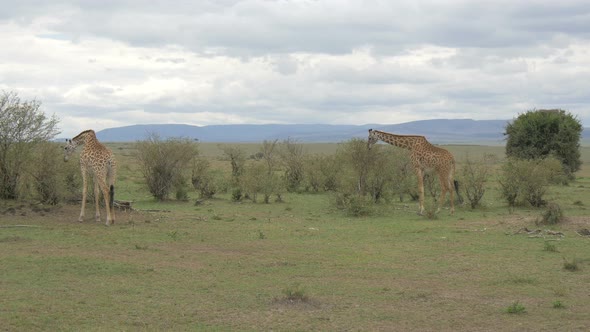 Giraffes on Masai Mara plains alt