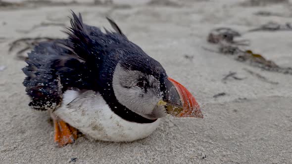 Dying Atlantic Puffin Stranded on Portnoo Beach in County Donegal  Ireland alt