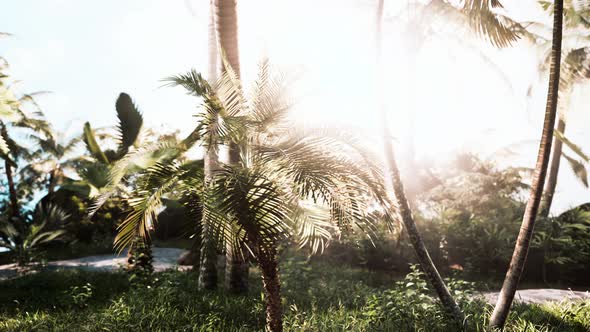 Misty Rainforest and Bright Sun Beams Through Trees Branches alt