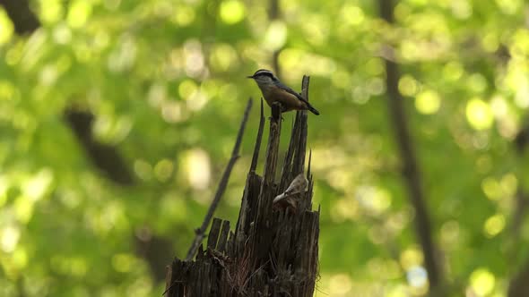 Red Breasted Nuthatch bird perched on a rotting tree branch on rotten branches. birds in the wild fo alt