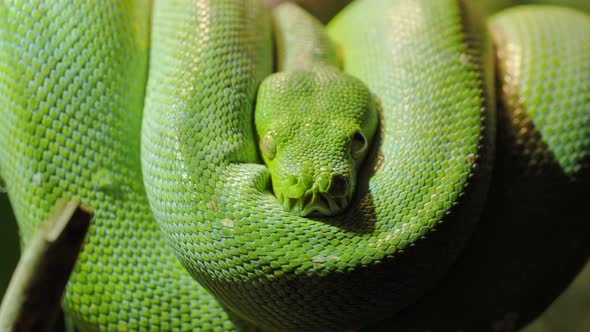 Green tree python (Morelia viridis) close-up. Portrait art.