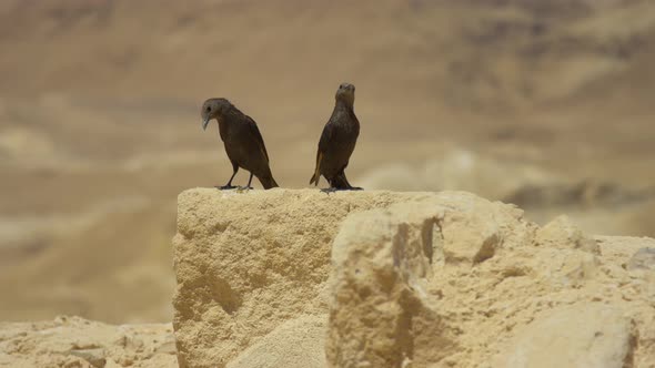 Two birds on a wall alt