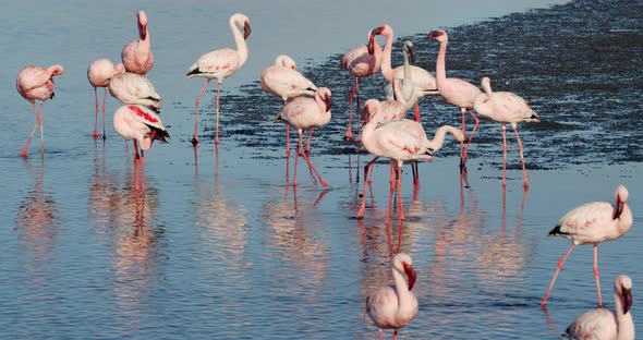 A white flamingo among pink flamingos, wildlife of Namibia, Walvis Bay, 4k alt