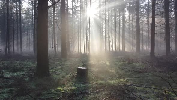 Beautiful sunlight in the forest