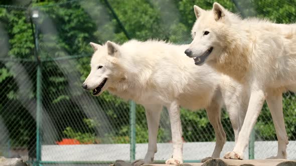 A Family of Arctic Wolves Canis Lupus Arctos It Stands on Top and is Followed By a Male alt