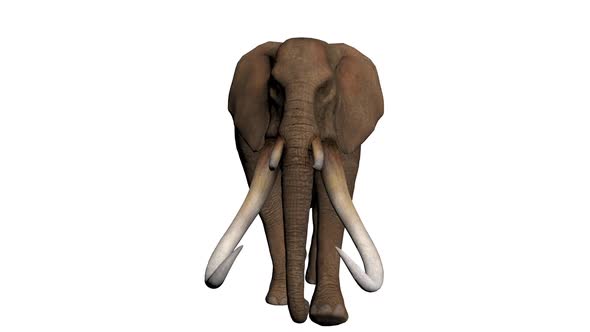 3D Elephant Walkcycle Front Side