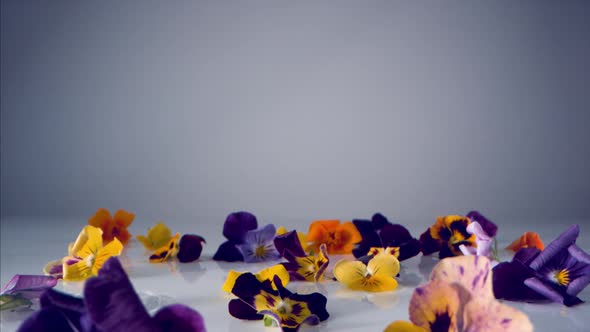 Camera follows pansy flowers falling on water surface. Slow Motion. alt