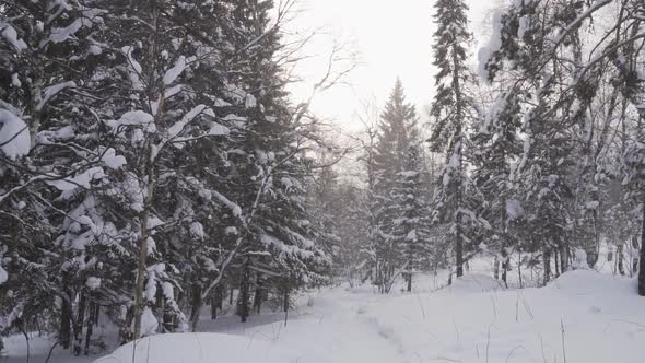 Walking in Forest on Hiking Trail While Snowing in Winter alt