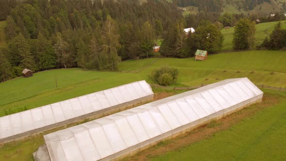 Greenhouse and Coniferous Forest alt