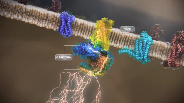 Modulation of cellular signaling by herpesvirus-encoded G protein-coupled recept alt