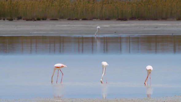 Flamingo Feeding in Shallow Water Phoenicopterus Ruber Feeds in Shallow Water Wild Greater Flamingo alt