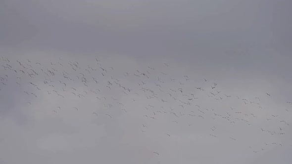 Large Flock of Birds Flying in Super Slow Motion