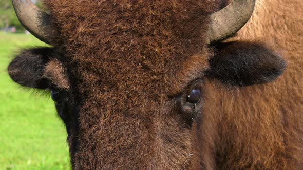 bison closeup of buffalo face and eyes 4k alt