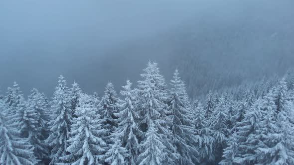 Drone Pointing Down at Snow Covered Pine Trees