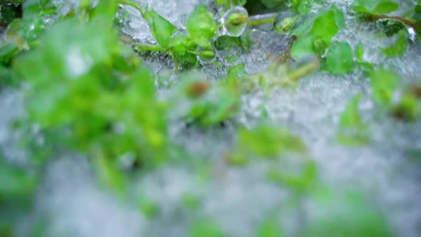 Closeup of Soil and Green Vegetation Covered with Ice alt