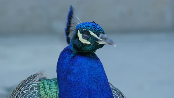 Close up of a peacock alt