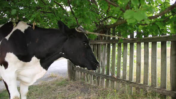 Large Horned Cattle Domestic Cow Tied to a Tree with a String Closeup alt