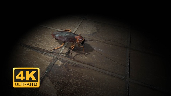 Cockroach - Walking