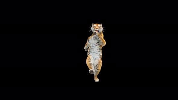 Tiger Dancing 4K alt